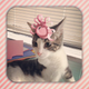 Illustration for article titled Tiny Hats for Cats